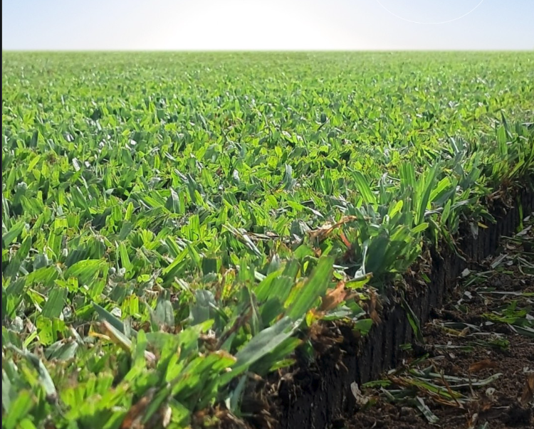 Irrigação Agrícola
